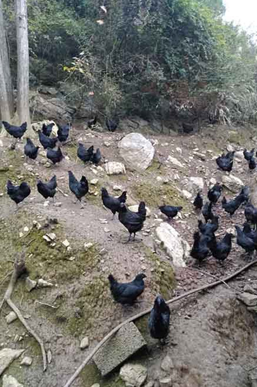 旧院黑鸡多少钱一斤